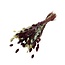 Phalaris Bouquet “Bordeaux Natural” | Colour: Bordeaux | Length ± 65 centimetre | Weight 150 gram | Per bouquet