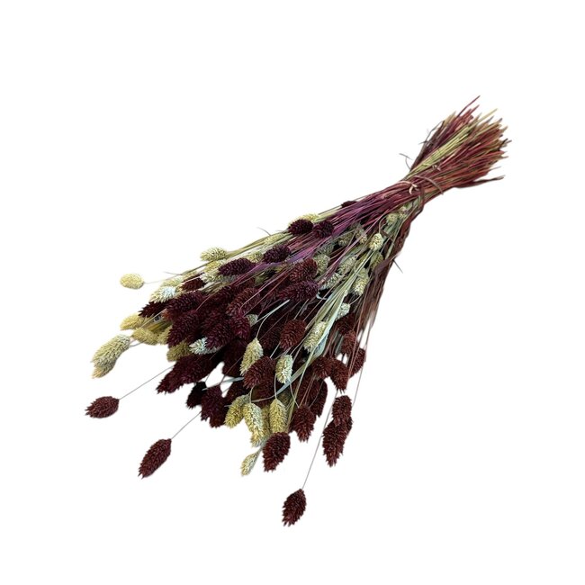 Phalaris Boeket “Bordeaux Natural” | Kleur: Bordeaux | Lengte ± 65 centimeter | Gewicht 150 gram | Per boeket
