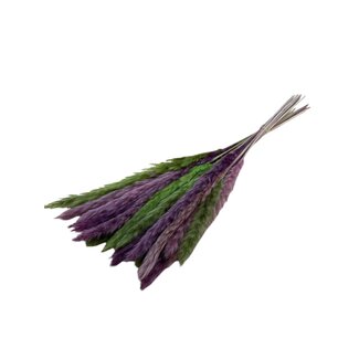 Casa Alegria Preserved Pampas Plumes “Lila Lime” | Colour: Purple Green | Length ± 50 centimetre | Per 20 plumes