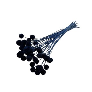 Casa Alegria Gedroogde Craspedia | Kleur: Donkerblauw | Trommelstokjes Droogbloemen | Lengte ± 60 centimeter | Per 40 stelen