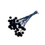 Gedroogde Craspedia | Kleur: Donkerblauw | Trommelstokjes Droogbloemen | Lengte ± 60 centimeter | Per 40 stelen