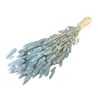 Dutch Dried Dried Hare's Tails | Colour: Light blue | Lagurus Ovatus dried flowers | Length ± 70 centimeter | Weight 100 gram | Per bunch