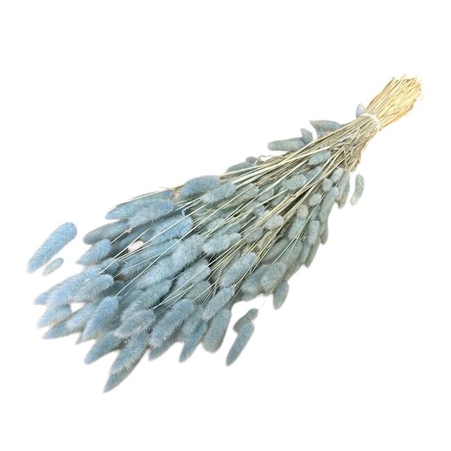 Queues de lièvre séchées | Couleur: Bleu clair | Lagurus Ovatus Fleurs séchées | Longueur ± 70 centimeter | Poids 100 gram | Par bouquet