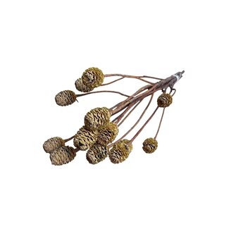 Casa Alegria Gedroogde Leucadendron | Kleur: Naturel | Leucadendron Droogbloemen | Lengte ± 40 centimeter | Per 3 stelen