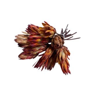 Dutch Dried Dried Protea Pendula | Colour: Natural Red Orange | Protea Dried Flowers | Length ± 35 centimetre | Per 10 stems