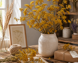 Lonas Annua (Gele Knopjes) | De vrolijke zon in elk droogboeket en interieur