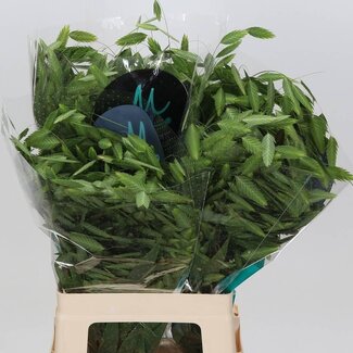 Freshy Chasmanthium Latifolium “Mantis” | Couleur: Vert | Longueur ± 70 centimeter | Par 50 tiges fraîches