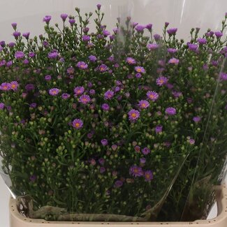 Freshy Neu-niederländische Aster Novi-Belgii “Casarosa” | Farbe: Lila | Länge ± 80 centimeter | Pro 25 Stiele frische Blumen