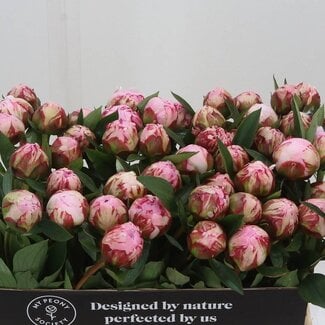 Freshy Paeonia Pivoine L “Sarah Bernhardt” | Couleur: Violet | Longueur ± 55 centimeter | Par 10 fleurs fraîches