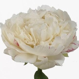 Freshy Paeonia Pivoine L “Snow Princess” | Couleur: Blanc | Longueur ± 40 centimeter | Par 20 fleurs fraîches
