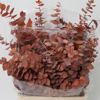 Freshy Eucalyptus “Stuart” Préservé Orange | Poids 200g | Par 5 bouquets