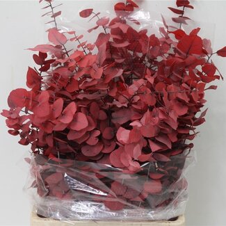 Freshy Eucalyptus “Stuart” Préservé Rouge | Poids 150g | Par 5 bouquets