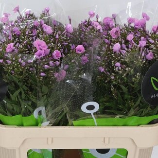 Freshy Phlox “Pink Eyes” | Farbe: Rosa | Länge ± 70 centimeter | Pro 25 Stiele frische Blumen