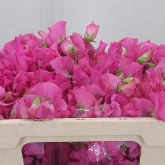 Freshy Lathyrus “Winter Sunshine Rose” | Kleur: Pink | Lengte ± 50 centimeter | Per 50 fresh flowers