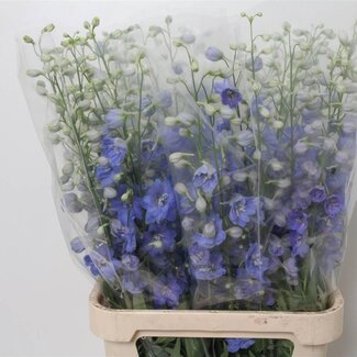 Freshy Delphinium Pied-d'alouette El “Cent Bleu ciel” | Couleur: Bleu | Longueur ± 100 centimeter | Par 10 tiges fleurs fraîches