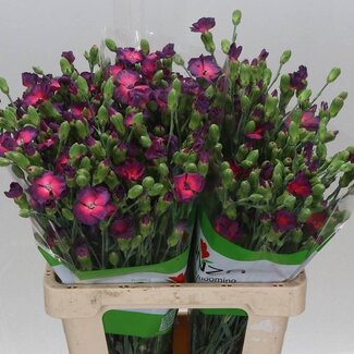 Freshy Oeillet en grappe à fleurs simples “Solomio Mystery Fly” | Couleur: Couleurs mélangées | Longueur ± 60 centimeter | Par 20 fleurs fraîches