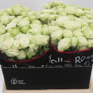 Freshy Dutch spray rose “Green Glow” | Colour: Green | Length ± 40 centimetre | Per 20 roses