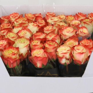 Freshy Rosen “Adventure” | Farbe: Rot | Länge ± 60 centimeter | Pro 10 Rosen