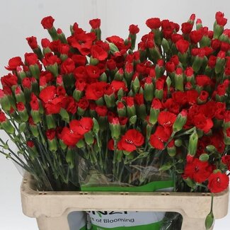 Freshy Spray carnation Single-flowered “Symply Love” | Colour: Red | Length ± 60 centimetre | Per 20 fresh flowers