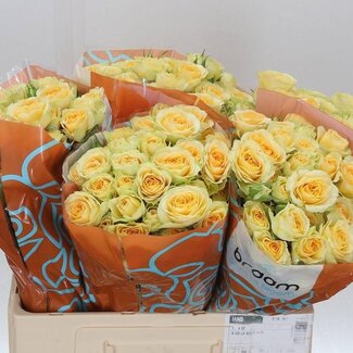 Freshy Spray rose “Bandolero” | Colour: Yellow | Length ± 60 centimetre | Per 10 roses