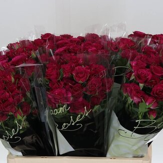 Freshy Spray rose “Cheyenne” | Colour: Purple | Length ± 60 centimeter | Per 10 roses