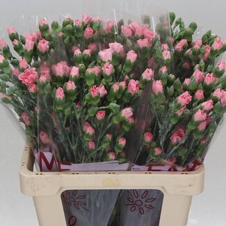 Freshy Spray carnation “Rascal Pink” | Kleur: Pink | Length ± 60 centimeter | Per 30 fresh flowers