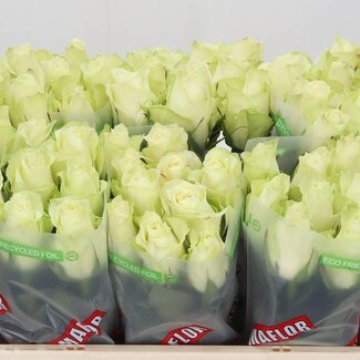 Freshy Roses “Athena” | Couleur: Blanc | Longueur ± 50 centimeter | Par 10 roses