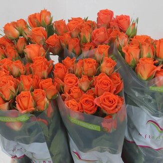 Freshy Spray rose “Picanto” | Colour: Orange | Length ± 40 centimetre | Per 10 roses