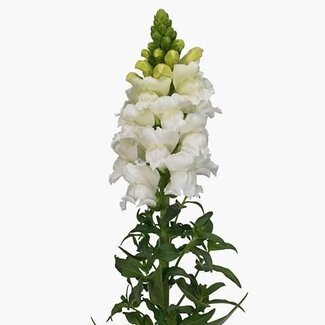 Freshy Antirrhinum gueule-de-loup “Antibes White” | Couleur: Blanc | Longueur ± 75 centimètre | Par 20 fleurs fraîches