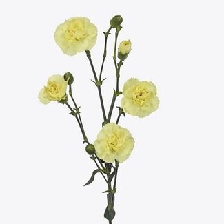 Freshy Spray carnation “Pastis” | Colour: Yellow | Length ± 65 centimetre | Per 30 fresh flowers