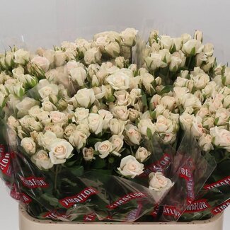 Freshy Trosroos “Royal Porcelina” | Farbe: Weiß | Länge ± 80 centimeter | Pro 10 Rosen