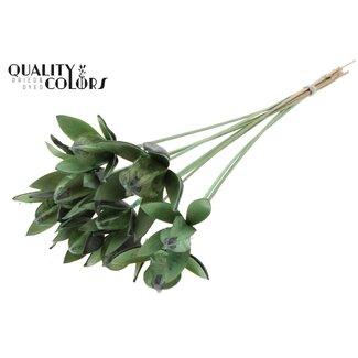 QC Wilde Lelie zaadpeul op stok | Kleur: Frosted Mintgroen | Lengte bijsteker ± 50 centimeter | Per 10 bijstekers