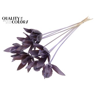 QC Wild Lily seed pod on stick | Colour: Frosted Milk Purple | Length stem pick ± 50 centimetre | Per 10 stem picks