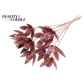 QC Gousse de graines de lis sauvage sur tige | Couleur: Rose givré | Longueur du pique ± 50 centimeter | Par 10 piques