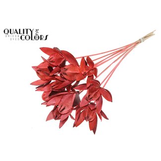 QC Wilde Lelie zaadpeul op stok | Kleur: Koraalkleurig | Lengte bijsteker ± 50 centimeter | Per 10 bijstekers
