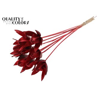 QC Wilde Lelie zaadpeul op stok | Kleur: Rood | Lengte bijsteker ± 50 centimeter | Per 10 bijstekers