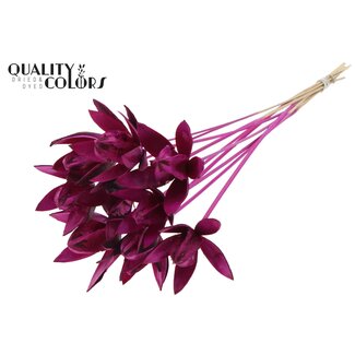 QC Wilde Lelie zaadpeul op stok | Kleur: Lilakleurig | Lengte bijsteker ± 50 centimeter | Per 10 bijstekers