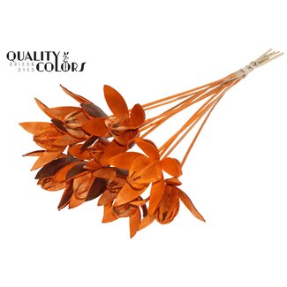 QC Wilde Lelie zaadpeul op stok | Kleur: Oranje | Lengte bijsteker ± 50 centimeter | Per 10 bijstekers