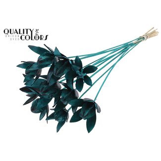 QC Wilde Lelie zaadpeul op stok | Kleur: Turquoise | Lengte bijsteker ± 50 centimeter | Per 10 bijstekers