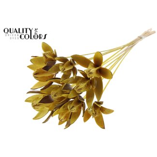 QC Wild Lily seed pod on stem | Colour: Yellow | Length stem pick ± 50 centimeter | Per 10 stem picks