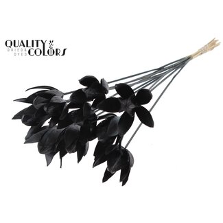 QC Wild Lily seedpod on stake | Colour: Black | Length stake ± 50 centimetre | Per 10 stakes