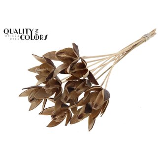 QC Wilde Lelie zaadpeul op stok | Kleur: Natuurlijk Bruin | Lengte bijsteker ± 50 centimeter | Per 10 bijstekers