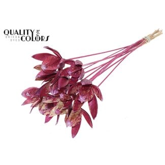 QC Wilde Lelie zaadpeul op stok | Kleur: Metallic Roze | Lengte bijsteker ± 50 centimeter | Per 10 bijstekers