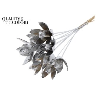 QC Wilde Lelie zaadpeul op stok | Kleur: Zilverkleurig | Lengte bijsteker ± 50 centimeter | Per 10 bijstekers