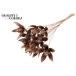 QC Wild Lily seed pod on stick | Colour: Copper-coloured | Length stem pick ± 50 centimetre | Per 10 stem picks
