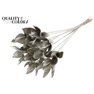 QC Wild Lily seedpod on stake | Colour: Platinum-coloured | Length stem pick ± 50 centimetre | Per 10 stem picks