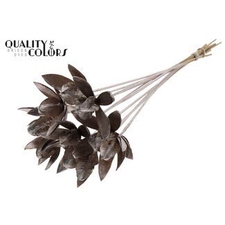 QC Wild Lily seed pod on stem | Colour: Champagne-coloured | Length pick ± 50 centimeter | Per 10 picks