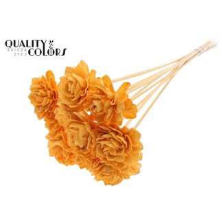 QC Shola Dahlia sur tige | Couleur: abricot | Shola Dhalya | Diamètre 6 centimeter | Longueur ± 50 centimeter | 10 piques supplémentaires par bouquet | Par bouquet