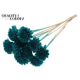 QC Shola Zinnia Flower on stem | Colour: Turquoise | Shola Zinia | Diameter 6 centimetre | Length ± 50 centimetre | 10 picks per bunch | Per bunch