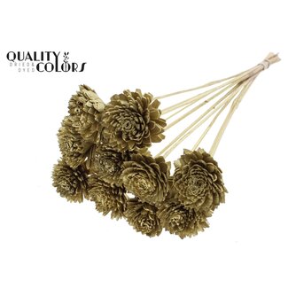 QC Shola Zinnia Flower on stem | Colour: Gold-coloured | Shola Zinia | Diameter 6 centimetre | Length ± 50 centimetre | 10 extra stems per bunch | Per bunch